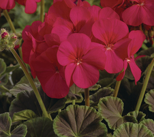 hortorum